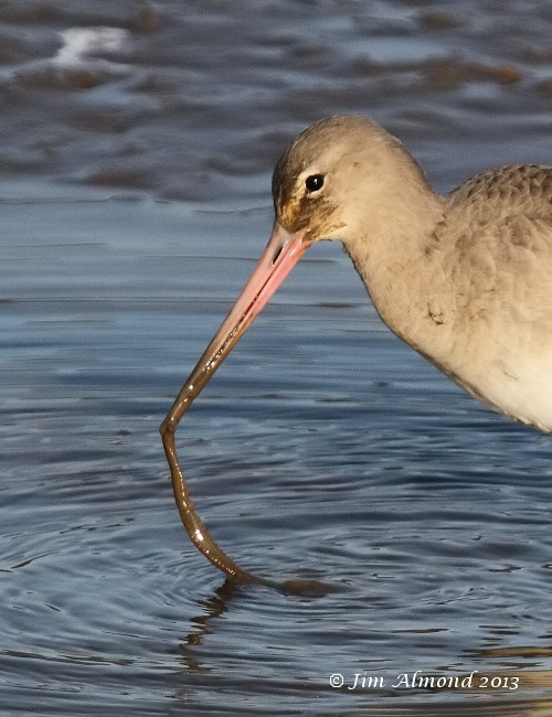 Black tailed Godwit  with worm Titchwell 2 3 13  IMG_5212